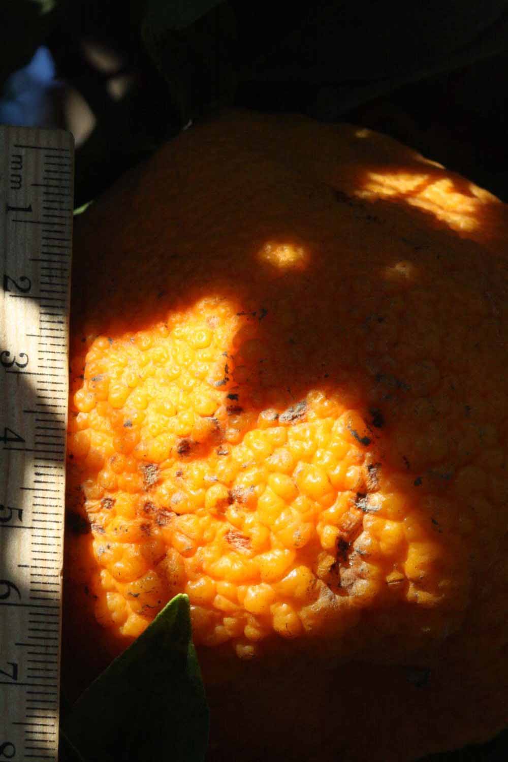            Fruit (Riverside, CA)   